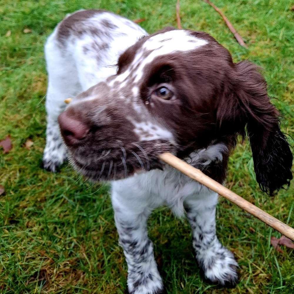 Hundetreffen-Spielgefährten für Lissy gesucht  (10 Wochen)-Profilbild