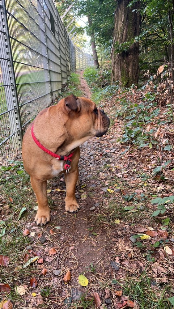 Hundetreffen-Spielrunde Stadtallendorf-Profilbild