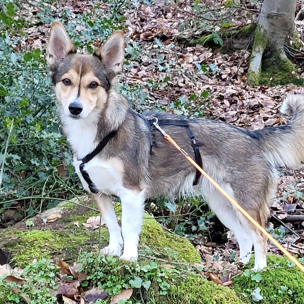 Hundetreffen-Gassi gehen in Nienstädt-Profilbild
