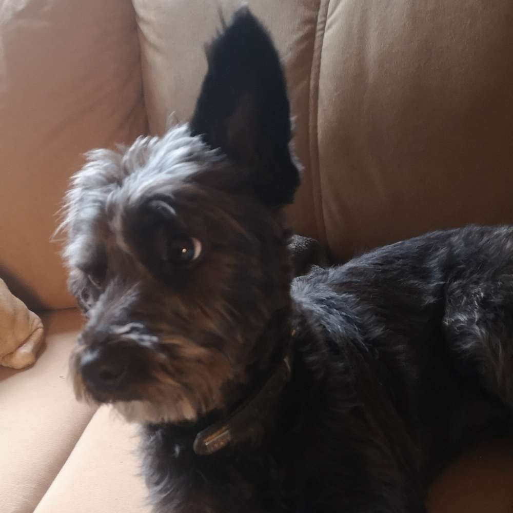 Hundetreffen-Trainingspartner und gemeinsame Spaziergänge-Profilbild