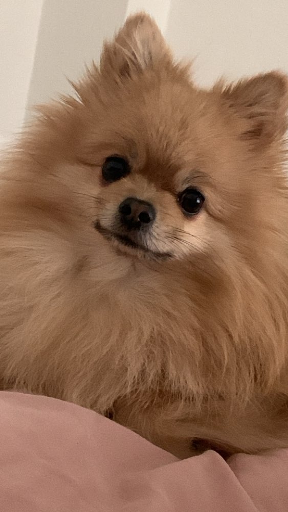 Hundetreffen-Gemeinsames gassi gehen in Nürnberg-Profilbild