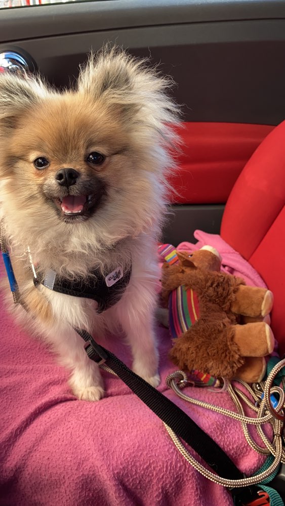 Hundetreffen-Welpen und Junghunde oder liebe Erwachsene-Hundefreunde gesucht :-)-Profilbild