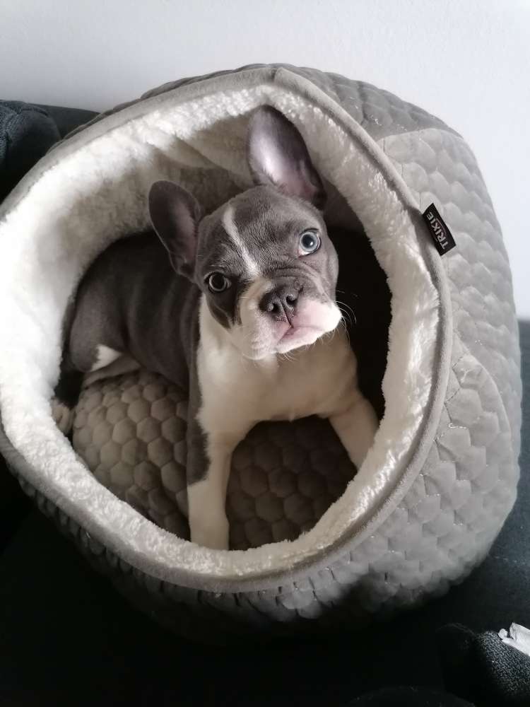 Hundetreffen-Bullytreffen-Profilbild