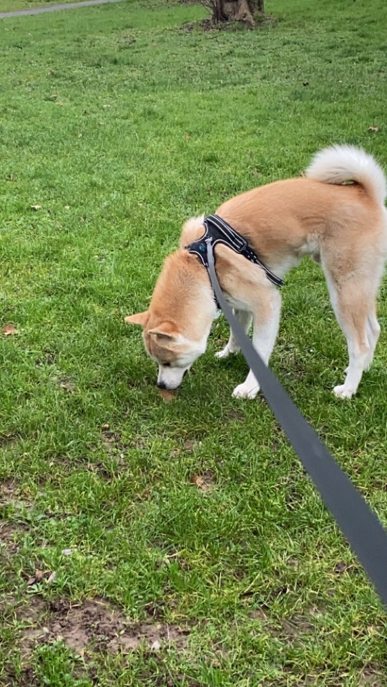 Hundetreffen-Gassi Runde oder einfach zum Social Walking und Spielen treffen-Profilbild