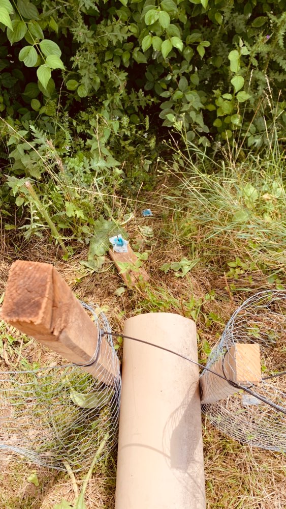 Giftköder-Giftköder gegen Ratten, Bisamratten.-Profilbild