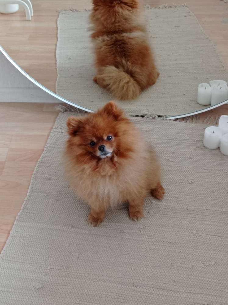 Hundetreffen-Treffen für kleine Hunde-Profilbild