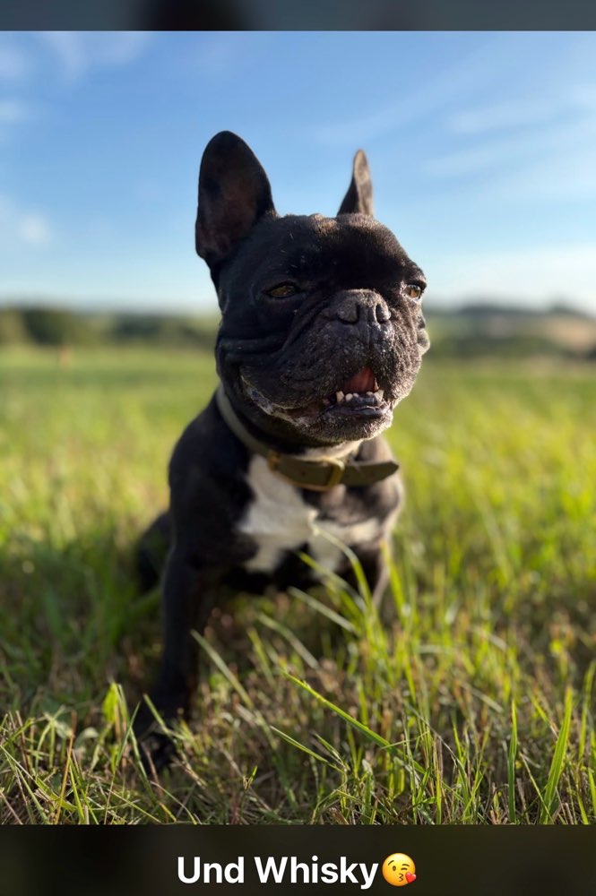 Hundetreffen-Gassirunde-Profilbild