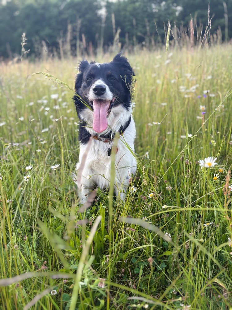 Hundetreffen-Zusammen Gassi gehen und spielen-Profilbild