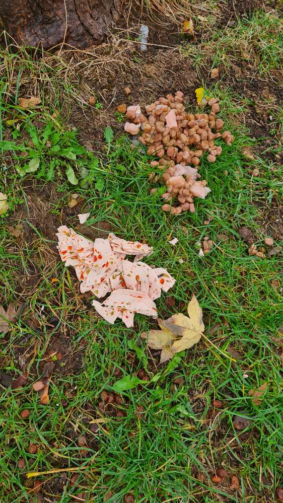 Giftköder-Rohes Fleisch, Wurst etc. drapiert-Profilbild