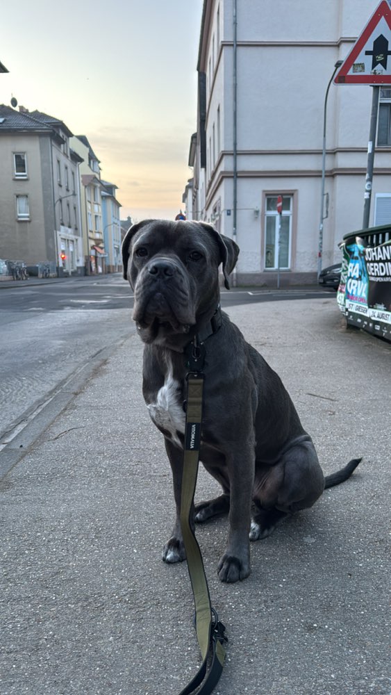 Hundetreffen-Gemeinsame Gassigänge, Trainings und Spielrunden-Profilbild