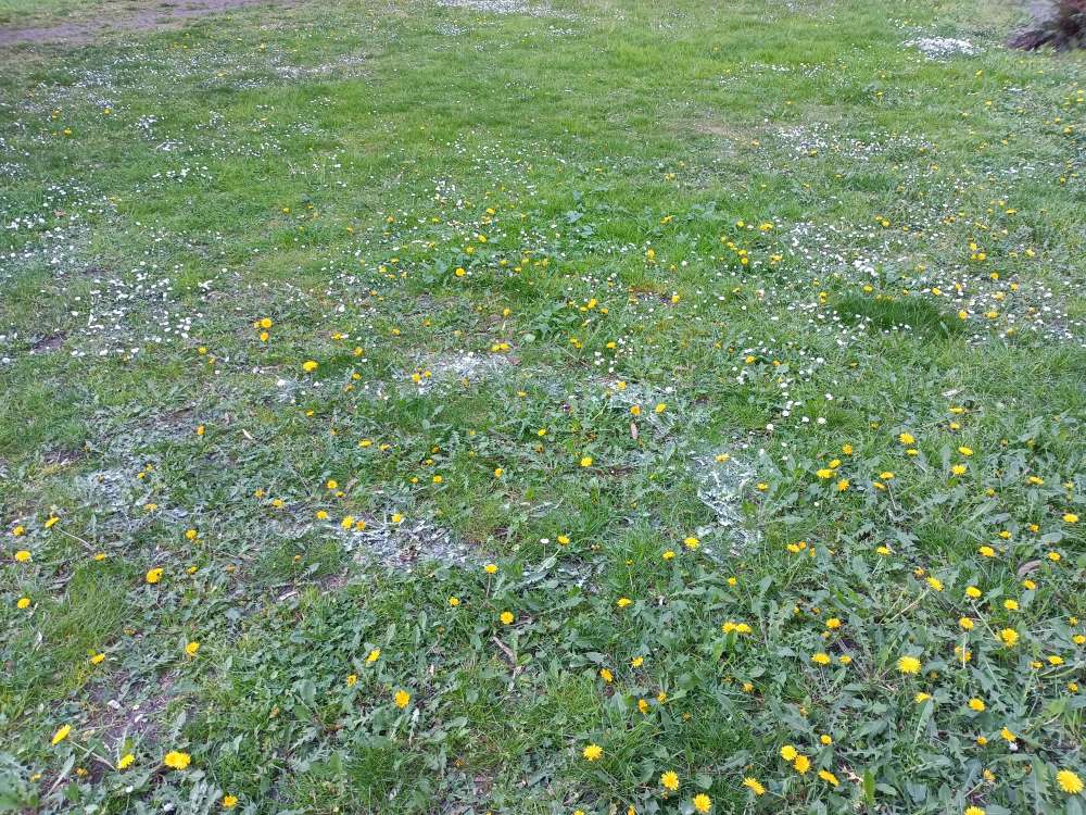 Giftköder-Weißes Pulver-Profilbild