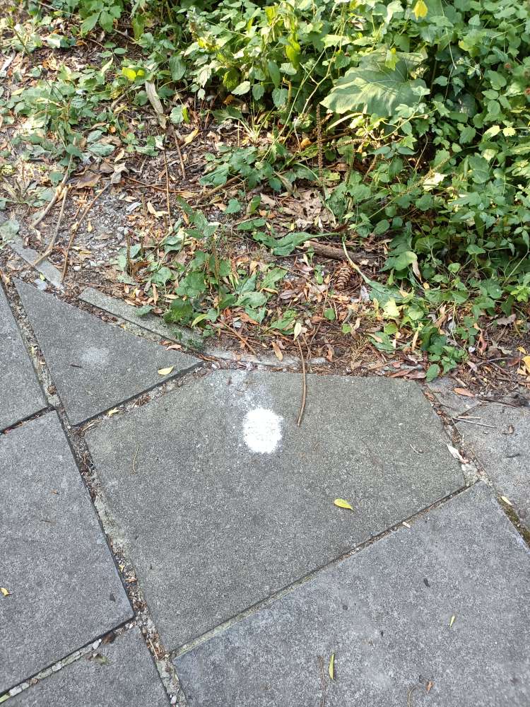 Giftköder-Weißes Pulver-Profilbild