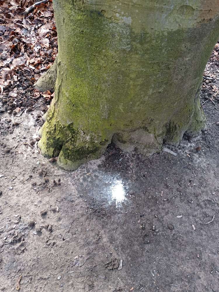 Giftköder-weißes Pulver-Profilbild