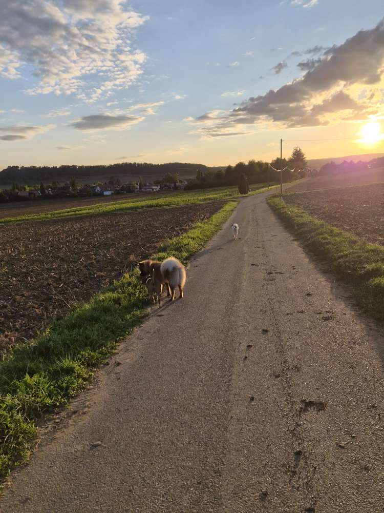 Hundetreffen-Gassi-/und Spielrunde-Profilbild