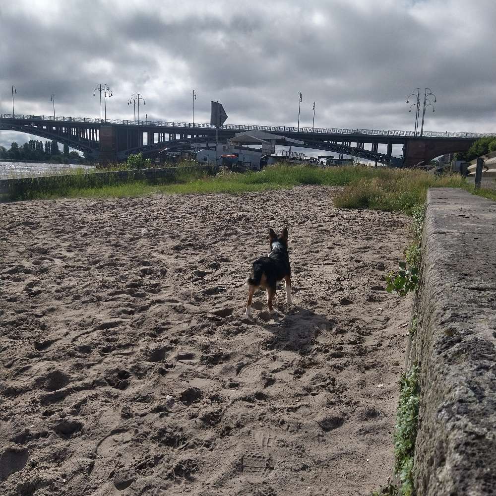 Hundetreffen-Spielrunde Mainz Neustadt am Rhein an der Wiese-Profilbild