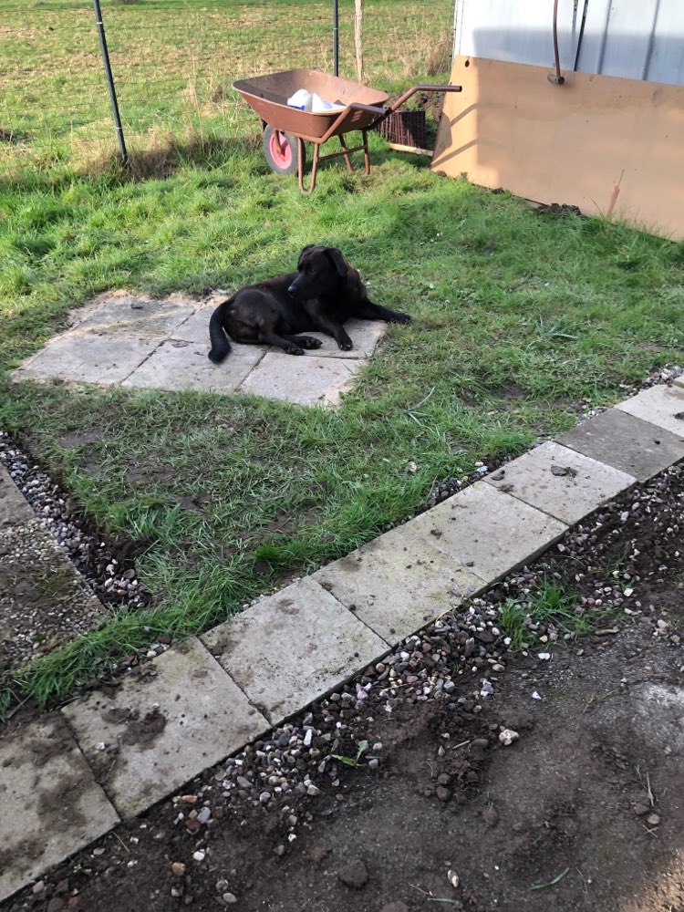 Hundetreffen-hunde treff in wickede ruhr-Profilbild