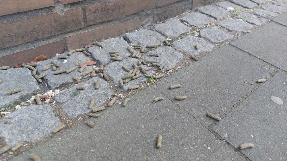Giftköder-Evtl. Gift gestreut auf der Kirchfeldstr-Profilbild