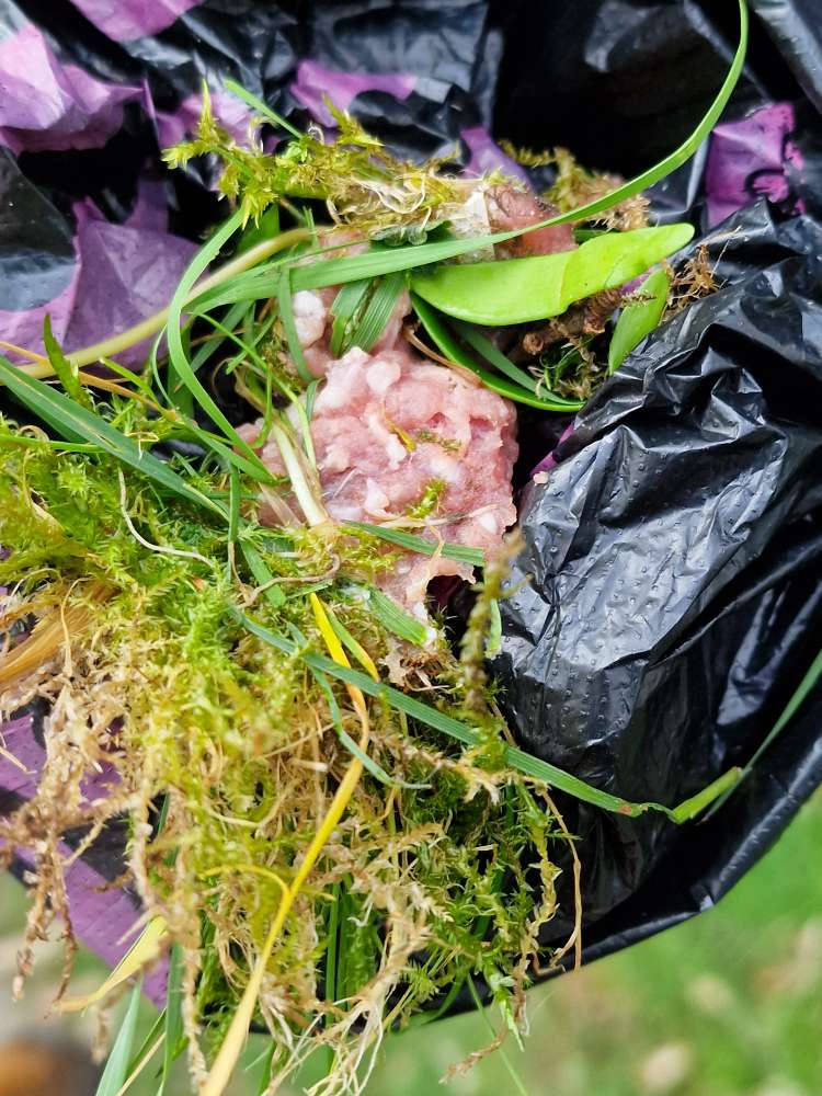 Giftköder-Evtl. Giftköder-Profilbild