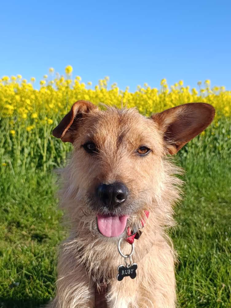 Hundetreffen-Hundefreunde und gegenseitiges Aufpassen-Profilbild