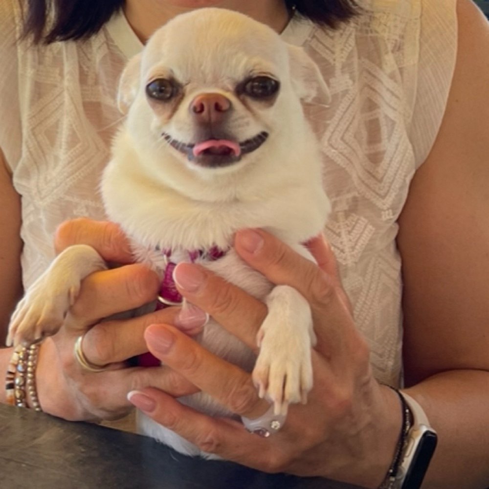 Hundetreffen-Spiel und Spass für Kleine 🐶-Profilbild