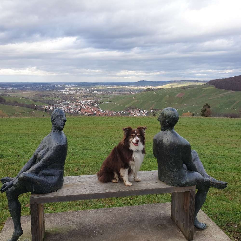 Hundetreffen-Spiel- und Gassifreunde gesucht-Profilbild