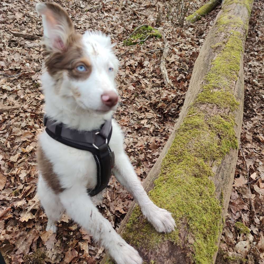 Hundetreffen-Spielgefährten gesucht-Profilbild