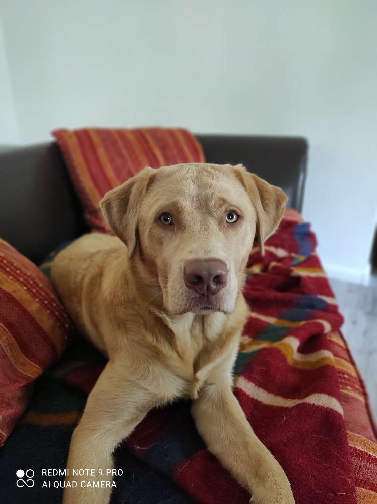 Hundetreffen-Spieldate-Profilbild