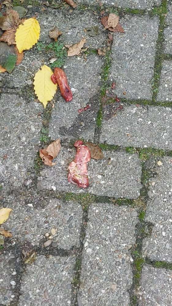 Giftköder-Giftköder-Profilbild