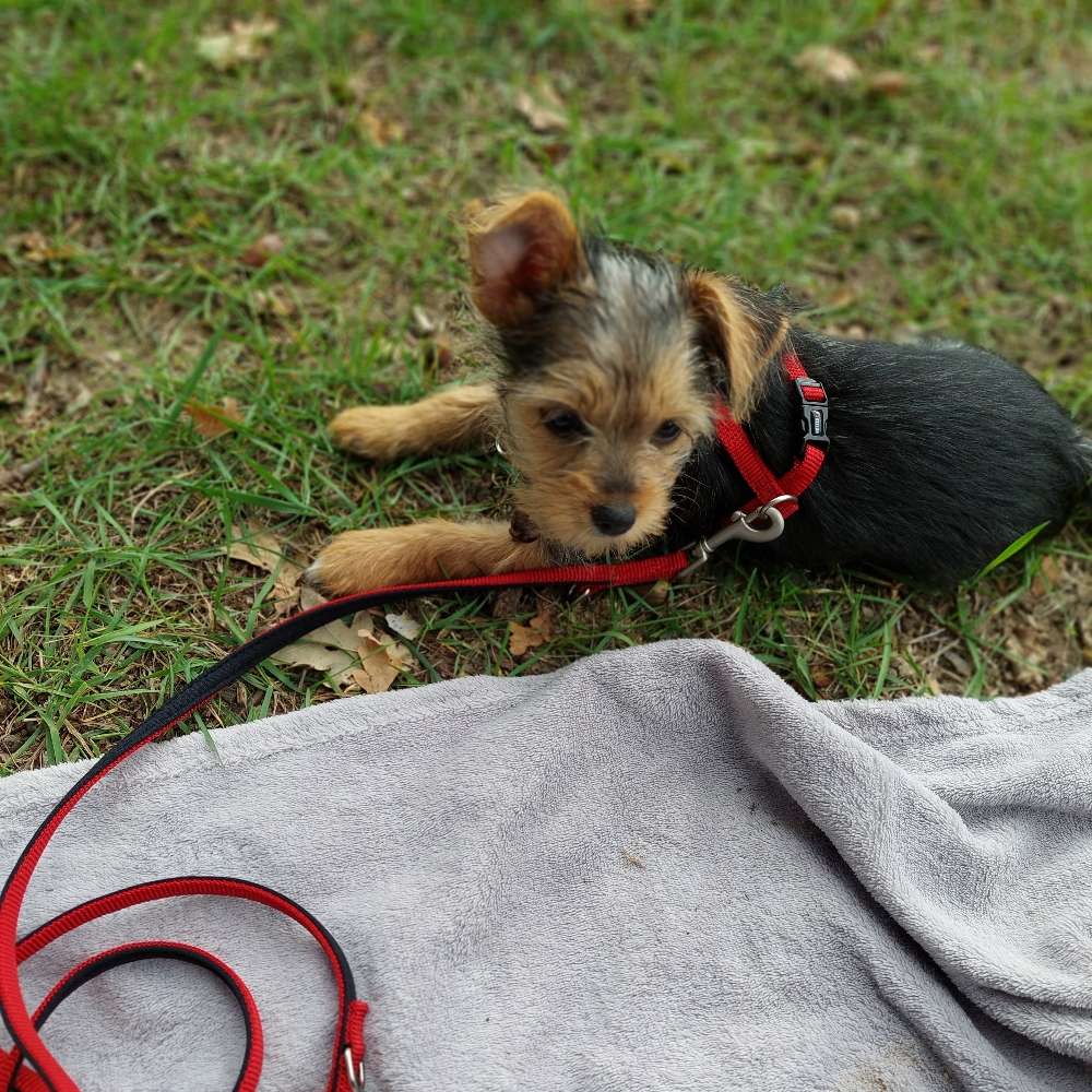 Hundetreffen-Gassirunde und toben-Profilbild