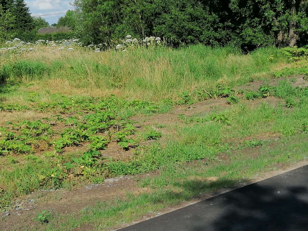 Giftköder-Riesenbärenklau-Profilbild