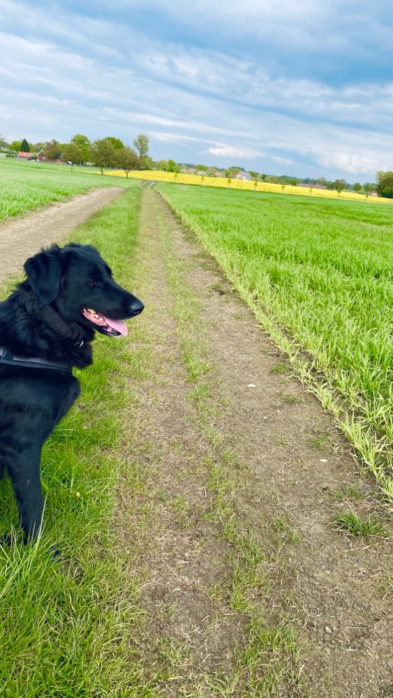 Hundetreffen-Spazier- & Spielkumpels gesucht 🐺-Profilbild