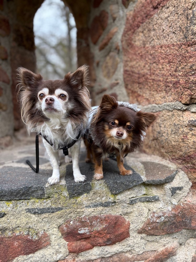 Hundetreffen-Gemeinsame Gassirunden-Profilbild