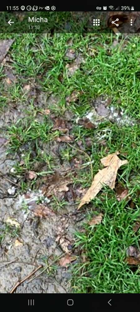 Giftköder-Weißes Pulver neben einer Fleischpackung-Profilbild