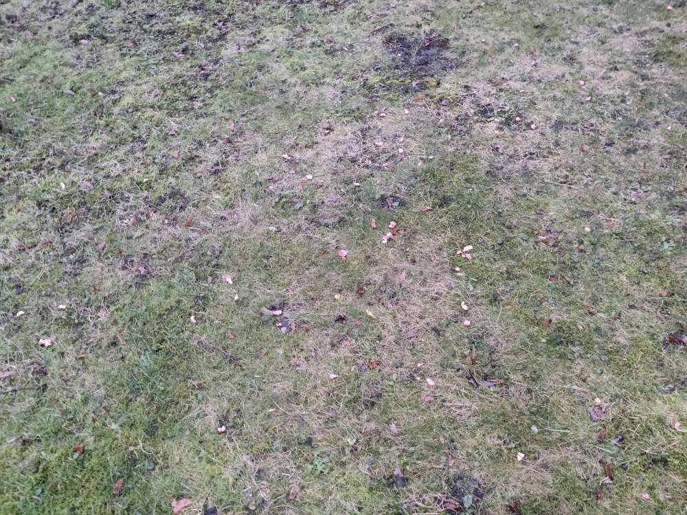 Giftköder-Erneut Fleischstücke bei Meyerschen-Profilbild