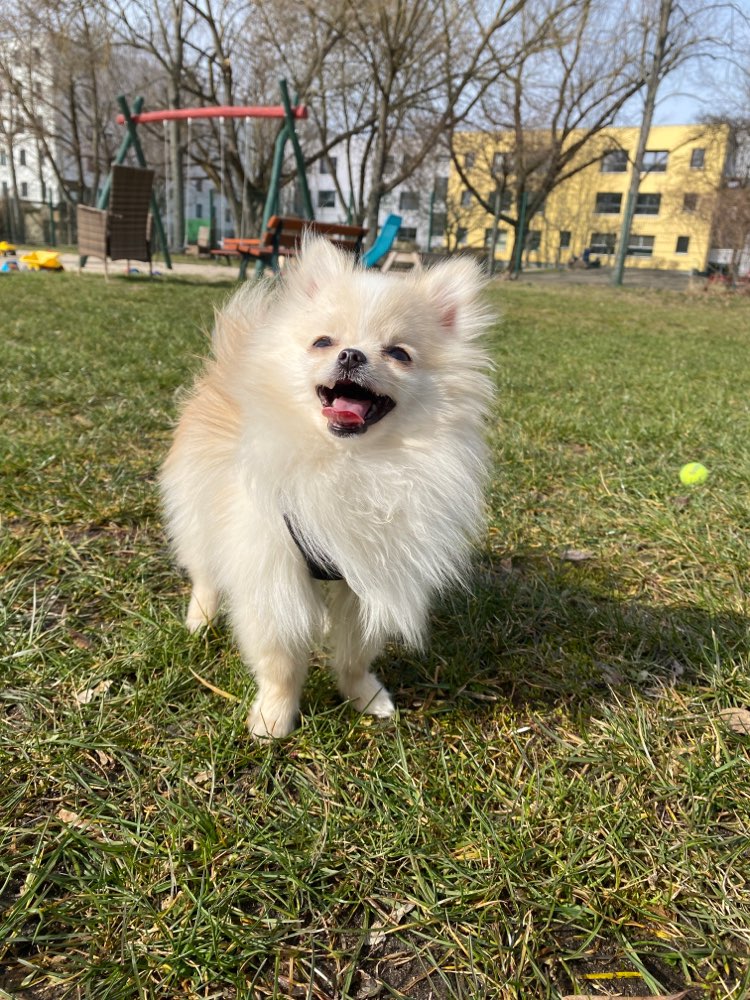 Hundetreffen-Sozial-walk training-Profilbild