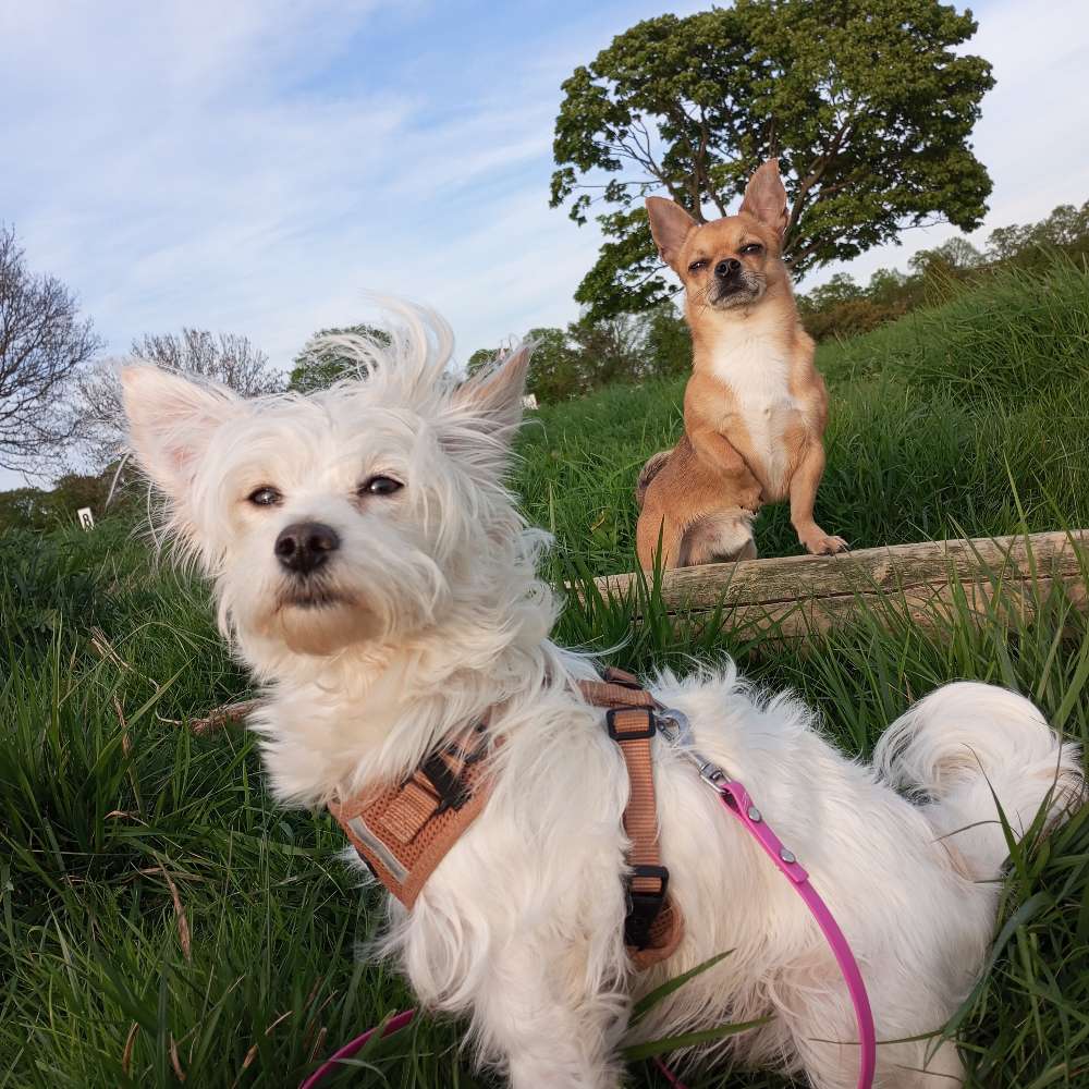 Hundetreffen-Kleine Hundetreffen in Hürth-Profilbild