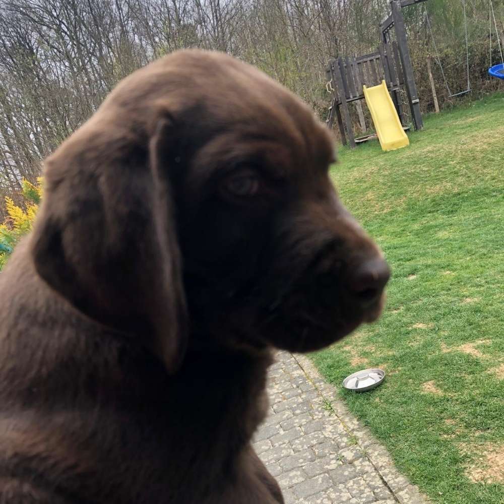 Hundetreffen-Welpentreff in Dortmund Süd-Profilbild