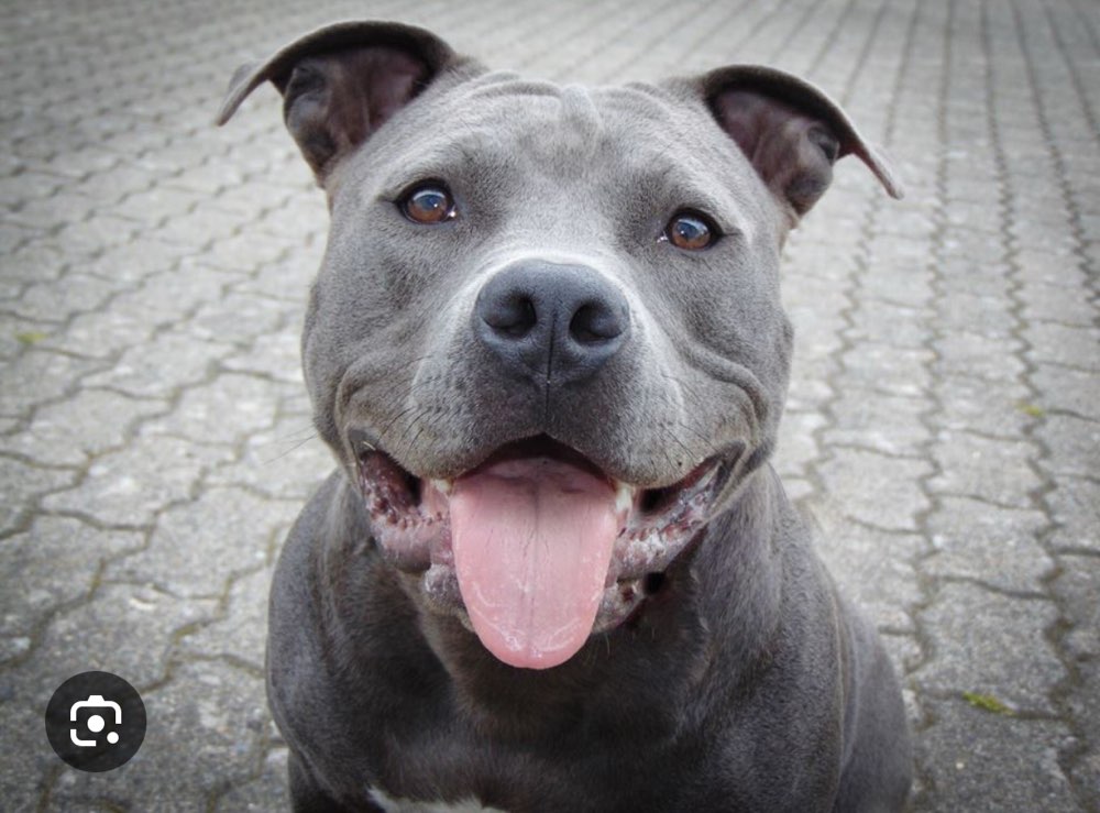 Giftköder-Aggressiver freilaufender Hund-Profilbild