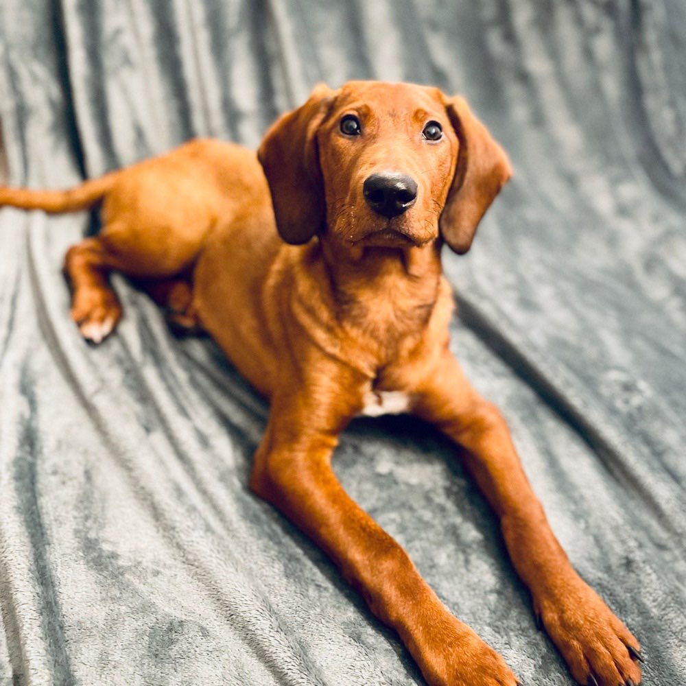 Hundetreffen-TobepartnerIn gesucht-Profilbild