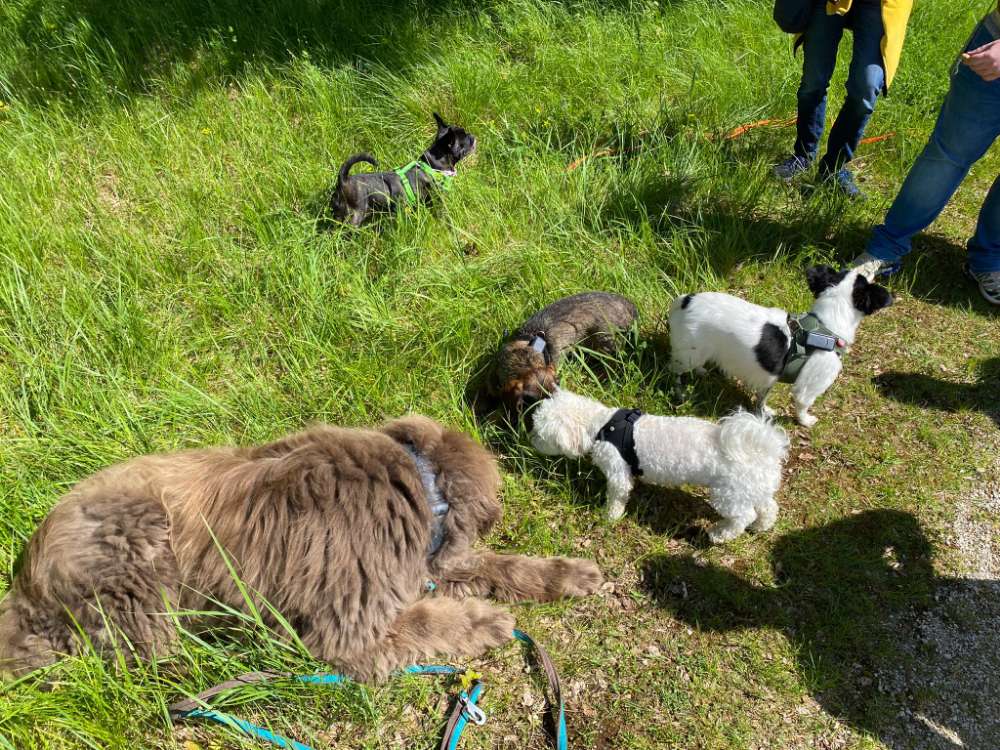 Hundetreffen-Hunderunde-Profilbild