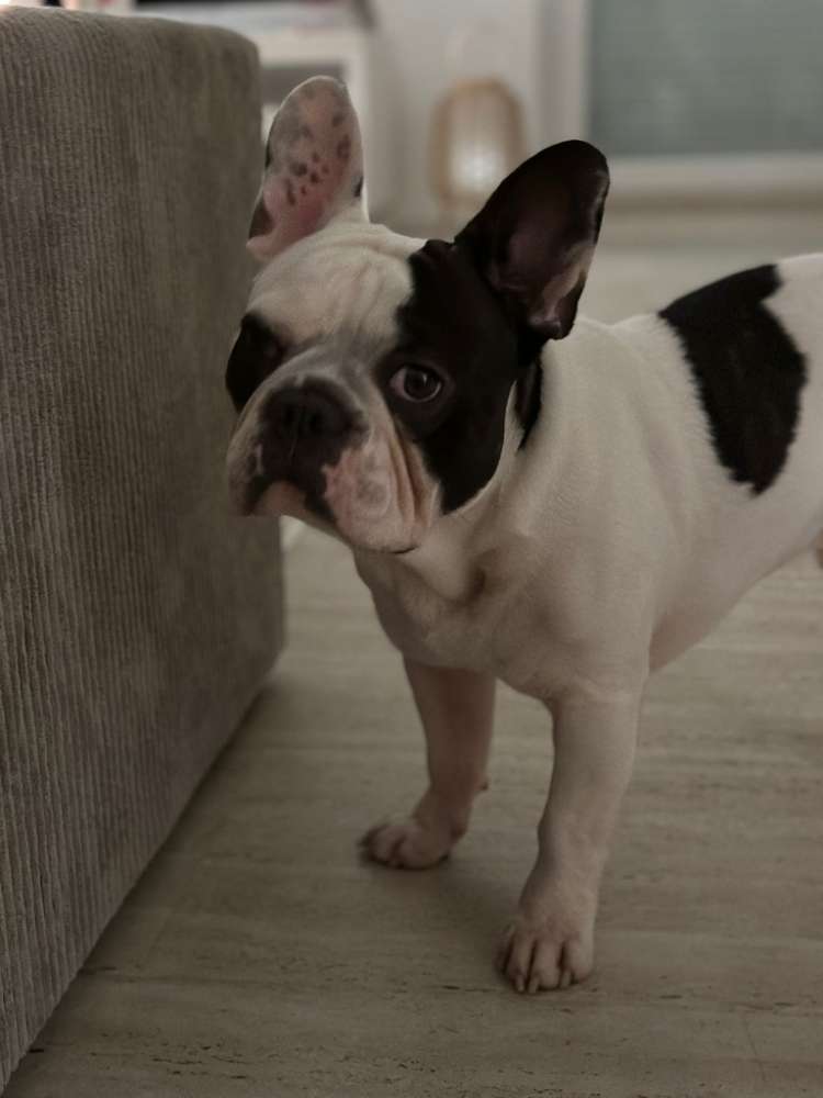 Hundetreffen-Werden uns Freuen auf eine spielrunde-Profilbild