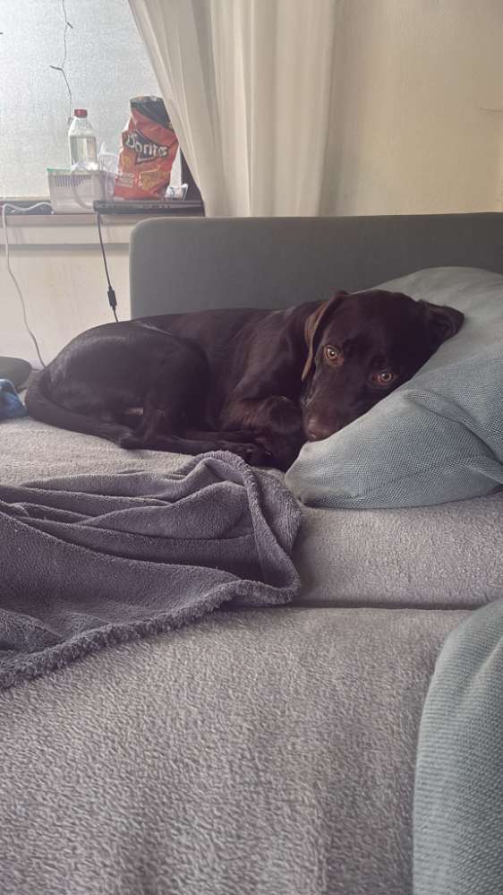 Hundetreffen-Spielpartner gesucht :)-Profilbild