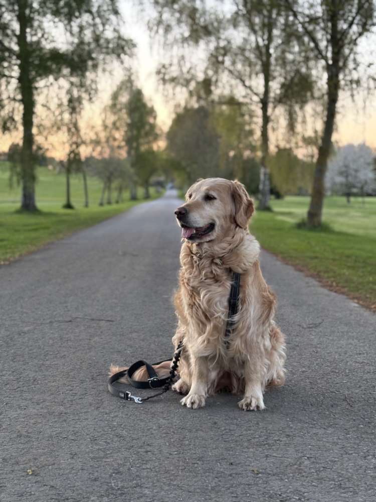 Hundetreffen-Liebe und ruhige Hunde gesucht!-Profilbild