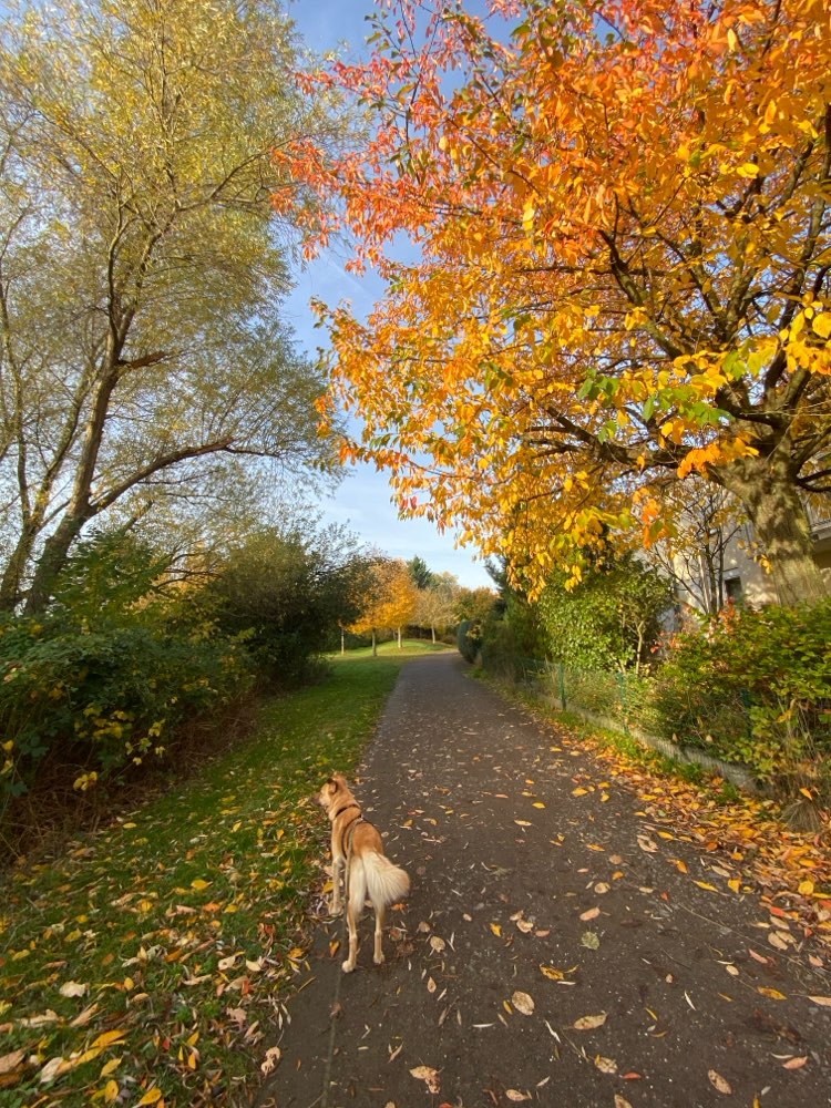 Hundetreffen-Luna braucht Freunde 🐕🦮🐕‍🦺-Profilbild