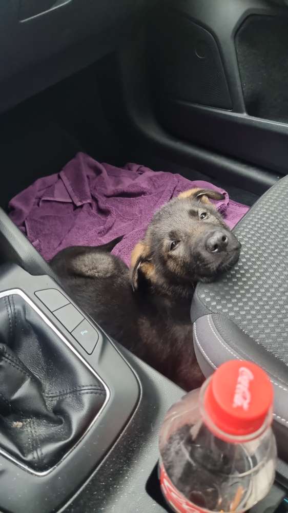 Hundetreffen-Welpentreffen im Kölner Norden-Profilbild