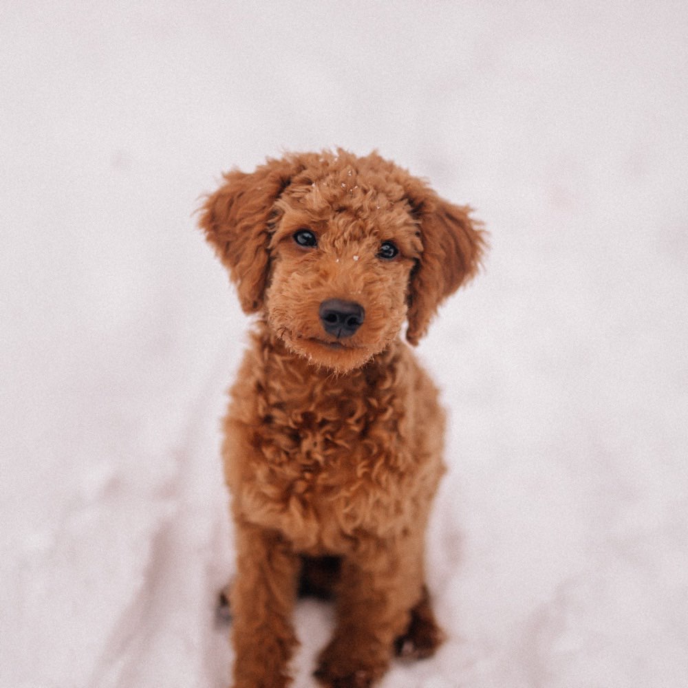 Hundetreffen-Spiel und Gassirunde 🍪❤️-Profilbild