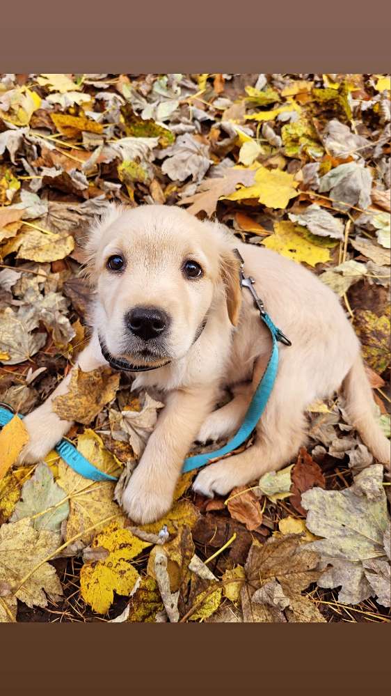 Hundetreffen-Welpentreffen-Profilbild