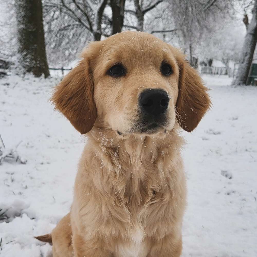 Hundetreffen-Welpen/-Junghunde Treffen-Profilbild