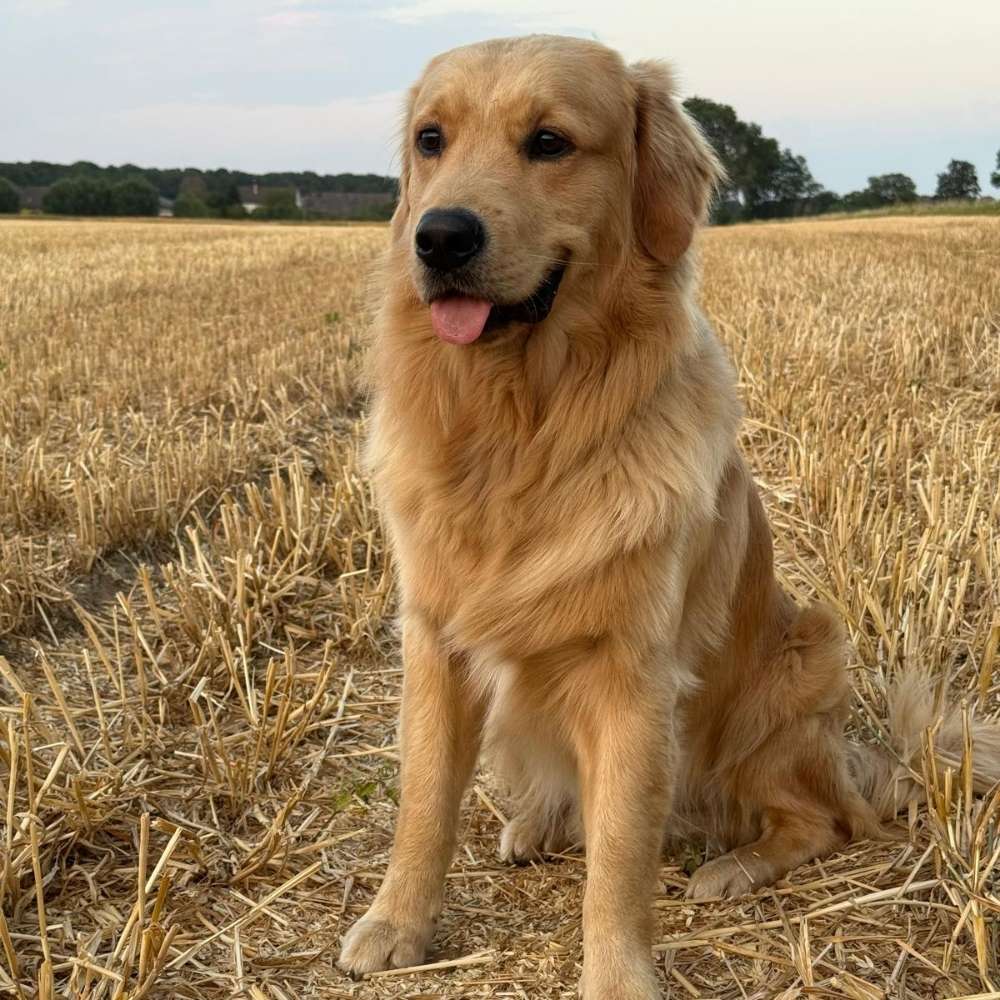 Hundetreffen-Gassi-/ Spielrunde-Profilbild