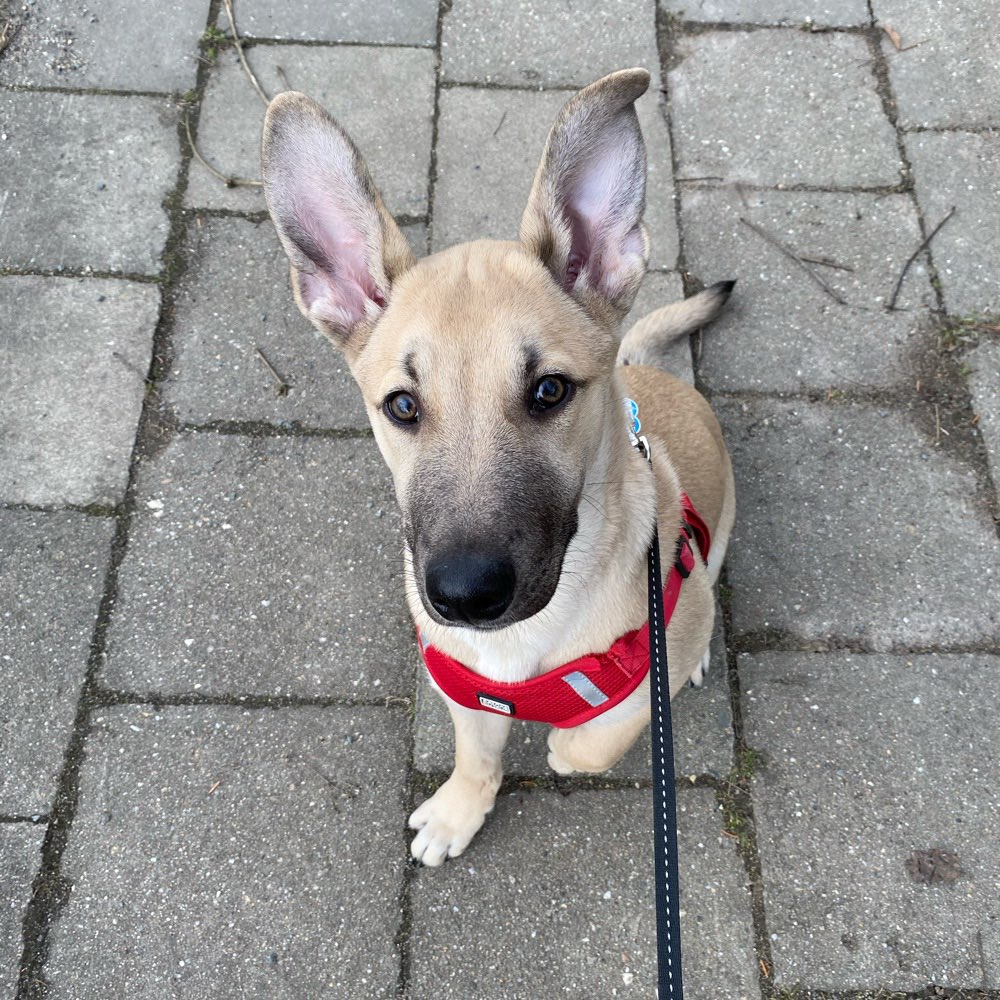 Hundetreffen-Spaziergang mit Spiel-Profilbild